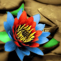 Colorful Flower