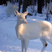 Snow Deer