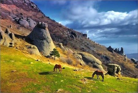 Wild Horses - picture, wild horses, cool