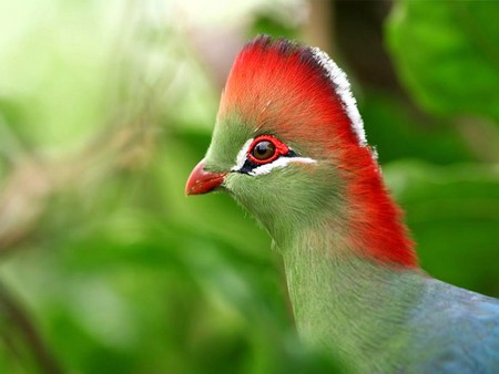 Amazing Bird - amazing, bird, picture