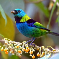 Colorful Bird