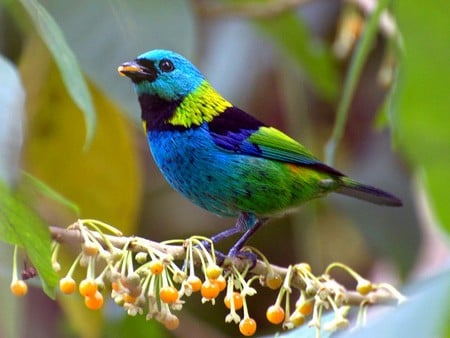 Colorful Bird - colorful bird, picture, beautiful