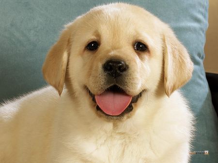 Smiling Puppy - labrador, happy, smiling