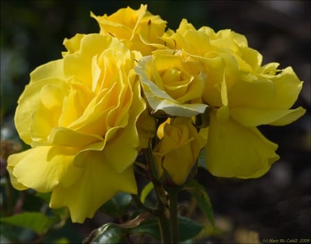 Burst of sunshine - yellow, roses, petals, beautiful, bunch