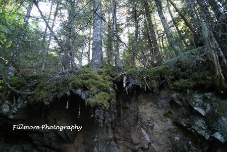 clift tree - fillmore photoraphy, park, dixon falls, outdoors, national, forest, fundy, green, canada, tree