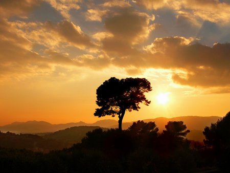 Sun Set - clouds, beautiful, nice, cool, tree, sun, sky