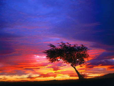 Sunset - sky, nice, beautiful, tree, sunset, sun, colors