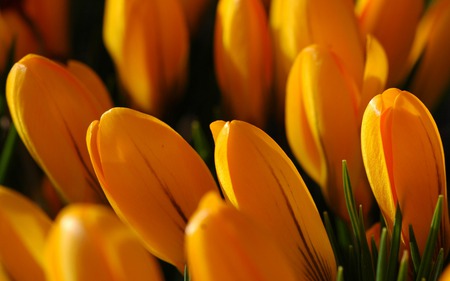 Golden Tulips - yellow, beautiful, tulips, golden, flowers