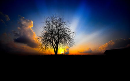 Dawn - sunrise, tree