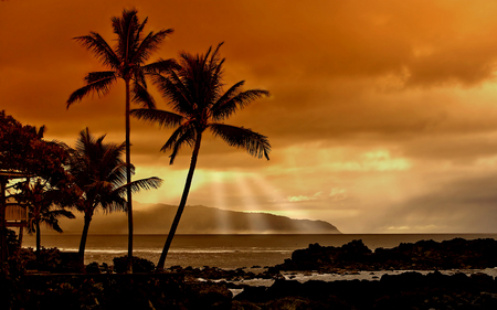 Tropics - tree, palm, sunset