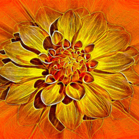 Golden Dahlia