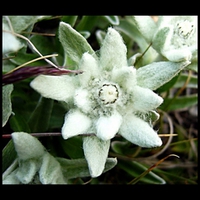 Edelweiss