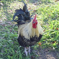 My Beautiful Rooster! 