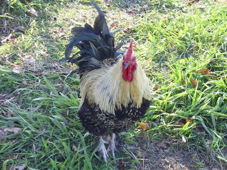 My Beautiful Rooster!  - farm, rooster, chickens, crowing