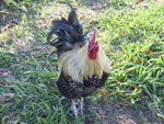 My Beautiful Rooster! 