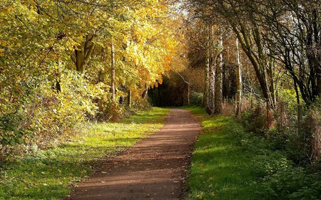 Road - trees, nature, road