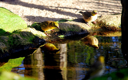 Birds - animals, water, birds, reflection