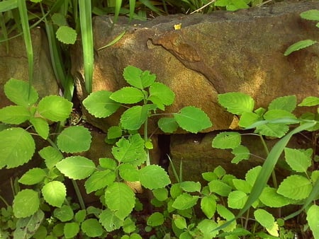 A stone wall. - plants, wall, leaves, stone, green