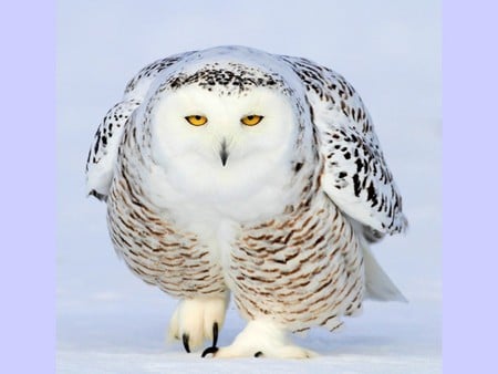 Big Owl - picture, big owl, cool