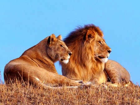 Lion Couple - picture, cool, lion couple