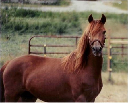 Chestnut Morgan - horses, animals, morgan