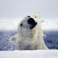 polar bear