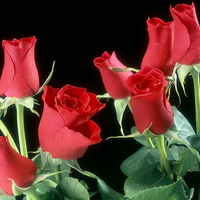 bunch red roses