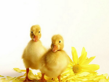 duck - yellow, together, flower, soft