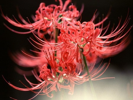 egzotic red - lily, mist, flower, red