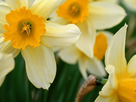 spring whisper  - dafodil, yellow, flower, spring