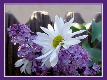 sweet memory - fence, daisy, rural, lilac