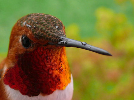 come closer - colorful, cute, macro, hummingbird