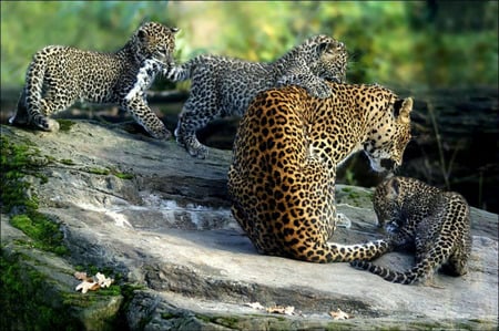 Motherly Love - trees, leopards, babies, mother, sri lanka leopards