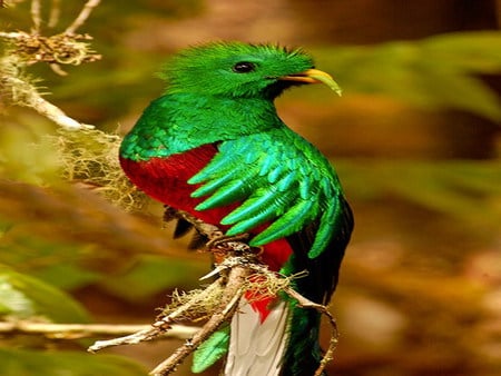 fluffy - colorful, egzotic, bird, beautiful