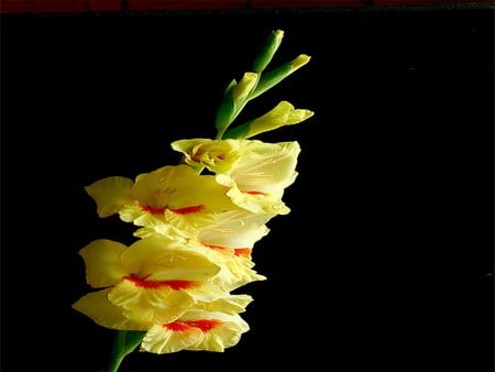 gladiola - beauty, summer, yellow, flower