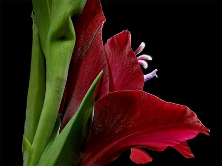 gladiola - crimson, flower, summer, beautiful