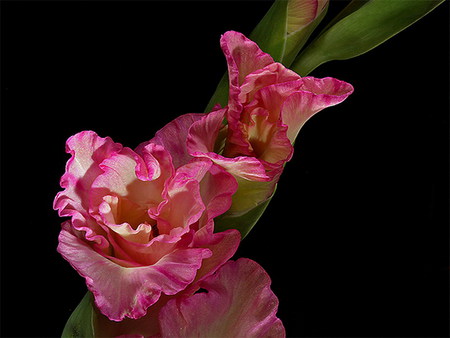 gladiola - summer, flower, pink, beautiful