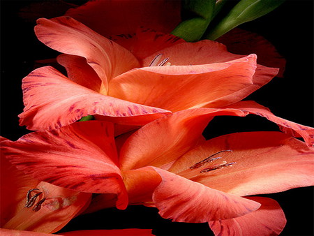 gladiola - summer, flower, red, beautiful