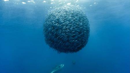 Planet Fishball - round, sea