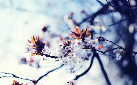 Spring Blooming - flowers, trees, branches, white, sunny, spring, pink, sky