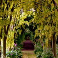 Golden Archway