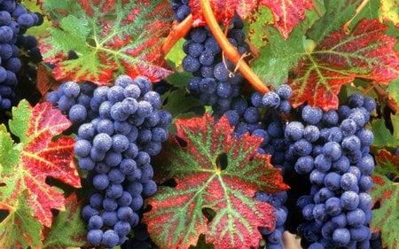 the pleasure of wine - nature, fruits