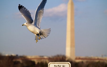 emotional freedom - animals, birds