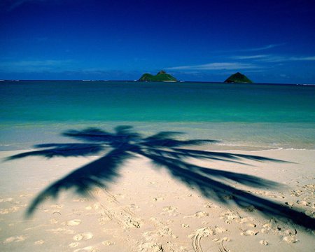 nature island palm scenery - nature, beaches