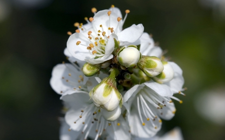 White Flower - pretty, white, nature, beautiful, lovely, flower