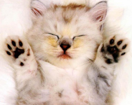 sleeing kitten - cute, sleeping on its back, kitten, cat