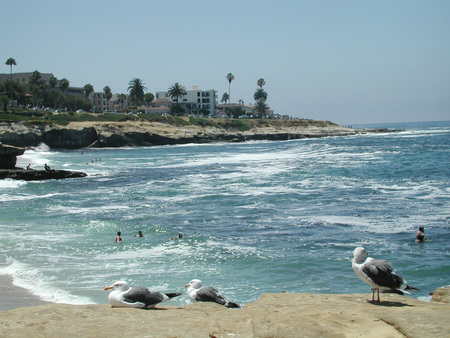 La Jolla - california beach, birds