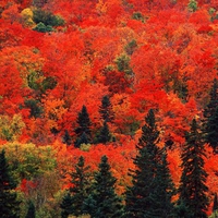 Autumn in Canada