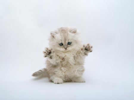 defensive kitten - fluffy, dance, animals, defensive, cute, kitten