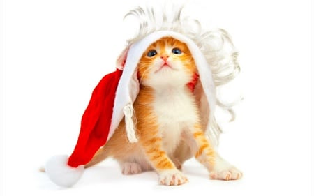 kitty wants to be santa - season, santa kitten, santa costume, xmas, cat, kitty, wonderful, stunning, kitten, ginger, christmas, amazing, beautiful, holiday, sweet, cute